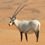 Oryx Dubai Desert Conservation Project