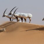 Oryx from side, Abu Dhabi Environment Agency Reserve