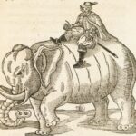 Thomas on an elephant Vol 3 DH 570